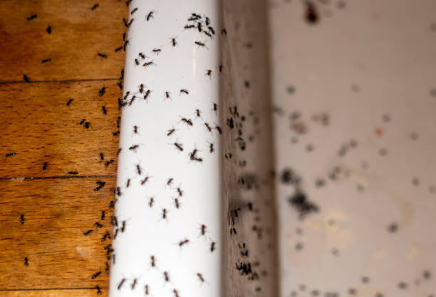 Best Ant Control Services  in Gonzales, TX